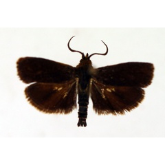 /filer/webapps/moths/media/images/I/infanda_Nothobrachodes_AM_TMSA.jpg