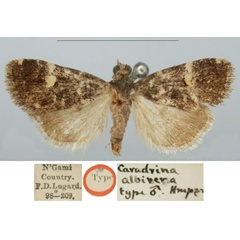 /filer/webapps/moths/media/images/A/albirena_Caradrina_HT_BMNH_Rg4EjJe.jpg