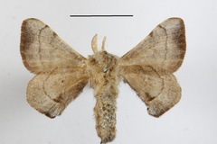 Racinoa fuscocervina
