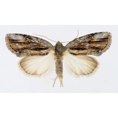 /filer/webapps/moths/media/images/D/diversipennis_Crionica_AM_TMSA_02.jpg