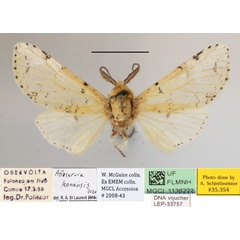 /filer/webapps/moths/media/images/L/leonensis_Afrocerura_AM_MGCLa_01.jpg