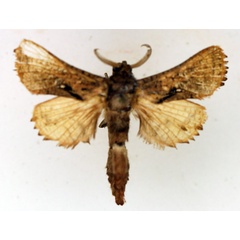 /filer/webapps/moths/media/images/C/carnescens_Paralebedella_AM_TMSA_01.jpg