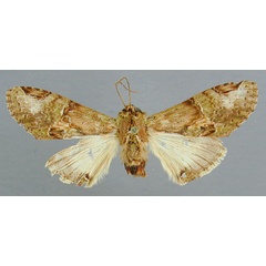 /filer/webapps/moths/media/images/H/hypochlora_Acrasiella_HT_RMCA.jpg