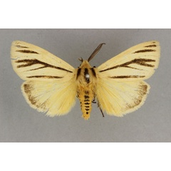 /filer/webapps/moths/media/images/D/dorsalis_Popoudina_AM_BMNH.jpg