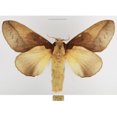 /filer/webapps/moths/media/images/D/distinguenda_Stoermeriana_AF_TMSA_01.jpg
