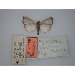 /filer/webapps/moths/media/images/J/jansei_Afrenella_HT_RMCA_02.jpg