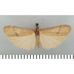 /filer/webapps/moths/media/images/S/soricinum_Entephrilema_HT_TMSA.jpg