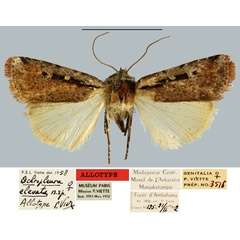 /filer/webapps/moths/media/images/E/elevata_Ochropleura_AT_MNHN.jpg