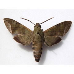 /filer/webapps/moths/media/images/C/comma_Nephele_A_Goff_02.jpg