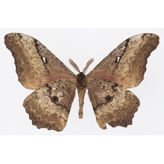 /filer/webapps/moths/media/images/B/basquini_Gynanisa_PTM_Basquinb.jpg