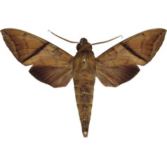 /filer/webapps/moths/media/images/A/aequivalens_Nephele_AM_MCJM.jpg