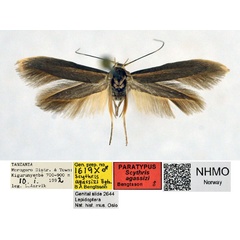 /filer/webapps/moths/media/images/A/agassizi_Scythris_PT_NHMO.jpg