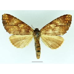 /filer/webapps/moths/media/images/B/brunneomixta_Alenophalera_AF_Basquin.jpg