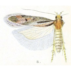 /filer/webapps/moths/media/images/M/mesacta_Gelechia_HT_Meyrick_4-8.jpg