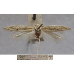 /filer/webapps/moths/media/images/S/sibila_Phthorimaea_FLT_TMSA.jpg