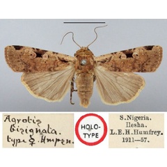 /filer/webapps/moths/media/images/B/bisignata_Agrotis_HT_BMNH.jpg