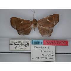 /filer/webapps/moths/media/images/B/brunoi_Episparis_PTF_RMCA_01.jpg