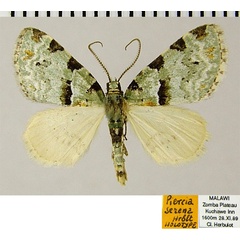 /filer/webapps/moths/media/images/S/serena_Piercia_HT_ZSMa.jpg