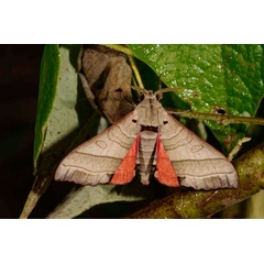 /filer/webapps/moths/media/images/A/audreyae_Rufoclanis_PTM_Schmit.jpg