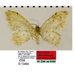 /filer/webapps/moths/media/images/M/monticola_Idaea_HT_ZSMa.jpg