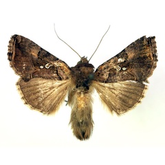 /filer/webapps/moths/media/images/S/signata_Argyrogramma_AM_RMCA.jpg