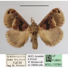 /filer/webapps/moths/media/images/P/ploetzi_Zinara_A_MGCLa_01.JPG