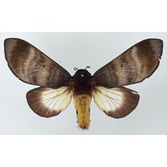 /filer/webapps/moths/media/images/P/postica_Gonometa_AF_Basquin.jpg