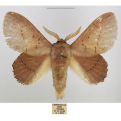 /filer/webapps/moths/media/images/C/cymographa_Stenophatna_AM_TMSA_01.jpg