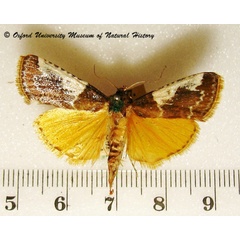 /filer/webapps/moths/media/images/M/metachryseis_Pithyllis_A_OUMNH.JPG