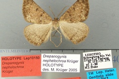 Drepanogynis nephelochroa