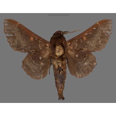 /filer/webapps/moths/media/images/B/brysoni_Mimopacha_PTM_Mueller.jpg