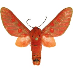 /filer/webapps/moths/media/images/F/flavimacula_Balacra_AM_MCJM.jpg