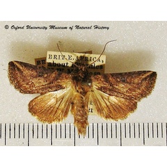 /filer/webapps/moths/media/images/B/brevipennis_Abrostola_A_OUMNH_01.jpg