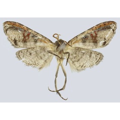 /filer/webapps/moths/media/images/N/ndoki_Gnathodes_HT_ANHRTb.jpg