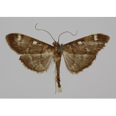 /filer/webapps/moths/media/images/T/trifidalis_Syllepte_HT_BMNH.jpg