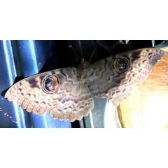 /filer/webapps/moths/media/images/W/walkeri_Erebus_A_Braun_13.jpg