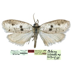 /filer/webapps/moths/media/images/V/vadonella_Melasina_HT_MNHN.jpg