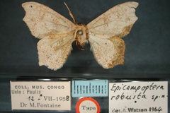 Epicampoptera robusta
