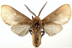 Metarctia burra