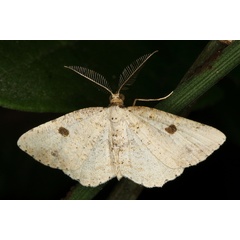 /filer/webapps/moths/media/images/P/punctata_Pareclipsis_M_Heyns_01.JPG