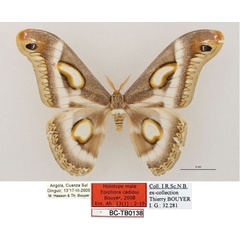 /filer/webapps/moths/media/images/C/cadioui_Epiphora_HT_RBINS_01.jpg