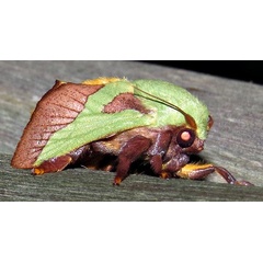 /filer/webapps/moths/media/images/L/latistriga_Latoia_A_Braun_08.jpg