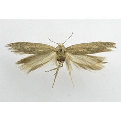 /filer/webapps/moths/media/images/A/amseli_Neofriseria_HT_NHMB.jpg