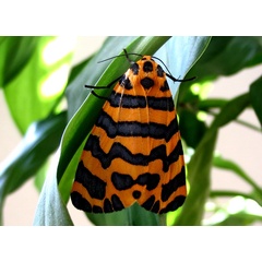 /filer/webapps/moths/media/images/B/bellatrix_Amphicallia_A_deFreina.jpg