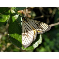 /filer/webapps/moths/media/images/M/marginata_Petovia_A_Braun.jpg