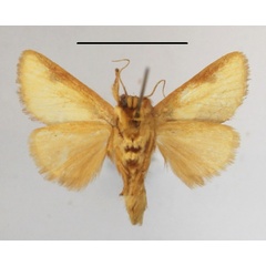 /filer/webapps/moths/media/images/A/afflata_Perola_A_MGCLb_01.JPG