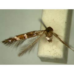 /filer/webapps/moths/media/images/C/cleophanes_Cosmopterix_HT877_TMSA_01.jpg