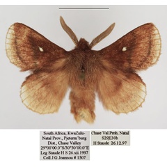 /filer/webapps/moths/media/images/R/reducta_Euwallengrenia_AM_TMSA_02.jpg