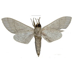 /filer/webapps/moths/media/images/U/ukambaniensis_Neoclanis_HT_ZSMb.jpg