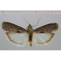 /filer/webapps/moths/media/images/I/incospicuella_Elegia_AM_ZMHB.jpg